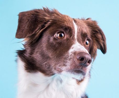 Humane Society to Host Low-Cost Vaccine Clinics for Pets