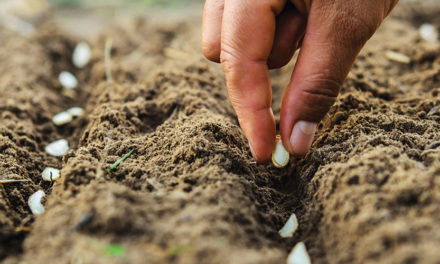 Growing Healthier Choices at Chulahoma’s Garden