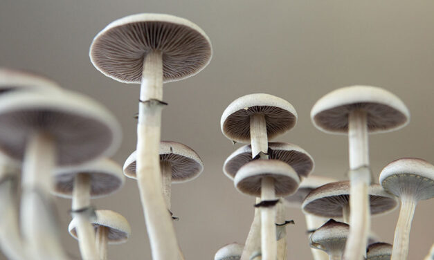 The Health Benefits of Mushrooms