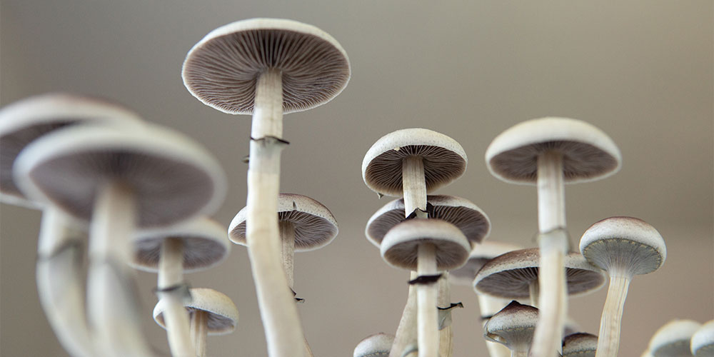 The Health Benefits of Mushrooms